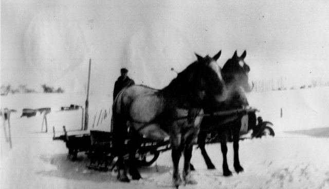 Harry Watson with horse and sleigh hauling ice from Butterfly Creek